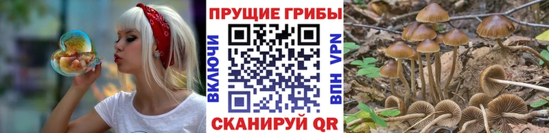 kraken как войти  где найти наркотики  Жиздра  Галлюциногенные грибы Magic Shrooms 